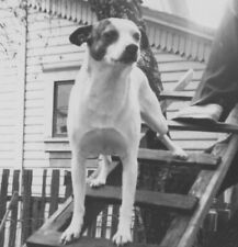 Cute dog standing for sale  Mission
