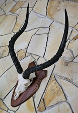 Impala afrika jagdtrophäe gebraucht kaufen  Raguhn