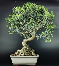 bonsai olivo usato bonsai olivo usato Cison di Valmarino