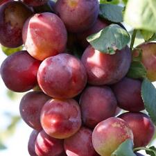 Plum victoria tree for sale  SOUTHAMPTON