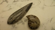 orthoceras d'occasion orthoceras d'occasion Tourlaville