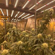 Led grow light for sale  Glen Oaks
