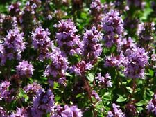 Tomillo limonero - olor limón  Thymus baeticus - 200 semillas comprar usado  Enviando para Brazil