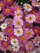 200 valentine day for sale  Spring City