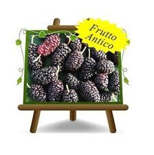 Gelso nero pianta usato  Bettona