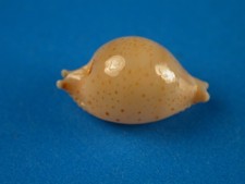 Cypraea tuamotensis takahashii for sale  Kapolei