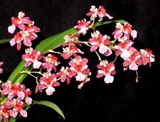 oncidium for sale  USA