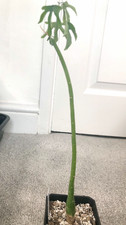 Rare adenia venenata for sale  ABERGAVENNY