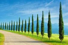250 italian cypress for sale  CAMBORNE