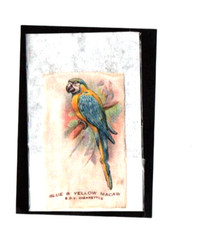 blue macaw for sale blue macaw for sale UK