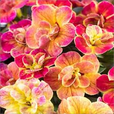 Calibrachoa chameleon desert for sale  LINCOLN