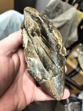 Plagiostoma gigantea bivalve for sale  REDCAR