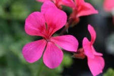 Pelargonium crocodile striking for sale  BARNET