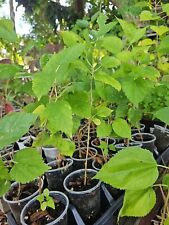 Dwarf black mulberry for sale  Englewood