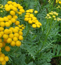 TANACETO tanacetum vulgare TANSY   1000 semillas  - seeds   comprar usado  Enviando para Brazil