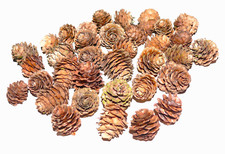 Lärchenzapfen naturbelassen g gebraucht kaufen  Altdorf b.Nürnberg