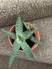 Aloe vera house for sale  BIRMINGHAM