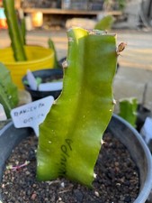 Talea pitaya dragon usato  Lampedusa e Linosa