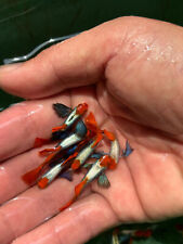 Pair live guppy for sale  Bakersfield
