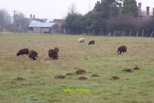 Photo 6x4 sheep usato  Spedire a Italy