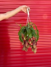 Alata pitcher plant for sale  Los Angeles