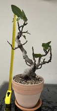 Bonsai fico carica usato  Trescore Balneario