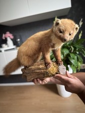 Ausgestopfter marder wurzel gebraucht kaufen  Essen