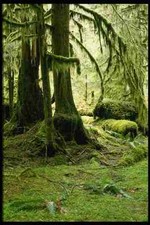 266095 trees rain for sale  UK