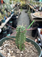 Euphorbia horrida noorsveldens for sale  Temecula