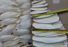 Seiche gros 23 d'occasion  Rennes-