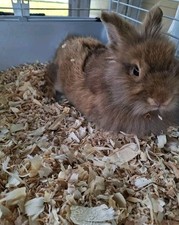 Lion head rabbit for sale  Punta Gorda