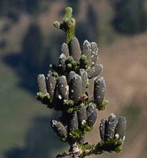 Abies lasiocarpa abete usato  Napoli
