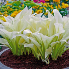 100 white hosta d'occasion  Expédié en Belgium