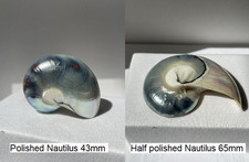 Seashells bundle whole for sale  NEWCASTLE UPON TYNE