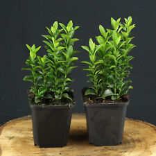 Kriechspindel euonymus japonic gebraucht kaufen  Mönchengladbach