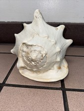natural large seashells for sale  Jacksonville
