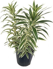 Song india plant for sale  USA