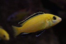 Yellow labidochromis live d'occasion  Expédié en Belgium