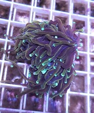 Live indo gold for sale  Oceanside