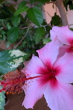 Stecklinge hibiskus rosa gebraucht kaufen  Malchow