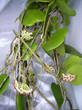 Hoya kerri d'occasion  Villemandeur