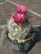 Sclerocactus nyensis 105 usato  Spedire a Italy