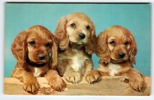 Cocker spaniel puppies for sale  Collingswood