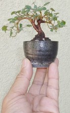 Erodium bonsai dwarf for sale  Rosemead