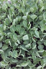 Rosenkohl pflanzen rosenkohlpf gebraucht kaufen  Wesel