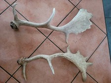 Abwurfstangen damhirsch hundes gebraucht kaufen Abwurfstangen damhirsch hundes gebraucht kaufen  Jübek