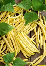 Lot graines haricot d'occasion  Chazelles