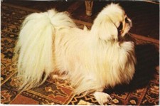 Cpa pekinois dog d'occasion  Expédié en France