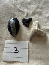 Set fossils including for sale  ROWLANDS GILL