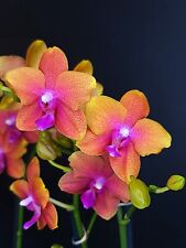 Phalaenopsis orchid. bronze for sale  NOTTINGHAM